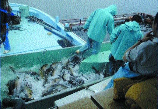 Specialist employees in a capture-based aquaculture system for Japanese amberjack (Photo: M. Nakada) ¦ Value-added benefits