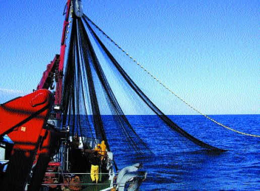 Fishing bluefin tuna for capture-based aquaculture in the Mediterranean (an example of quota regulated fisheries) (Photo: F. Ottolenghi)