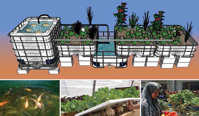 Small-scale aquaponic food production - Integrated fish and plant farming