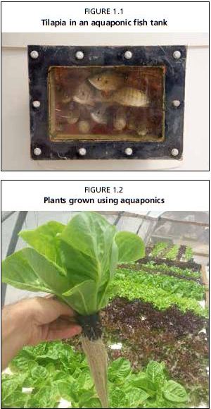 Plants grown using aquaponics
