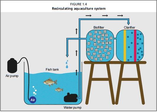 Recirculating aquaculture system