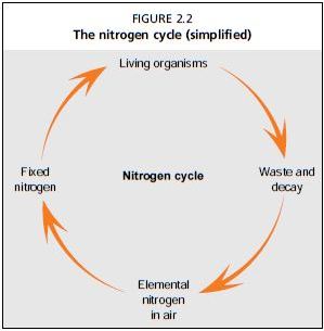 The nitrogen cycle (simplified)
