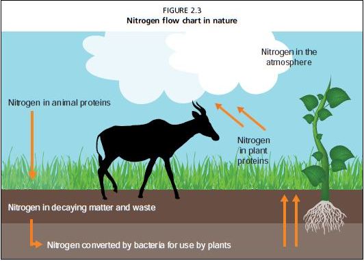 Nitrogen flow chart in nature