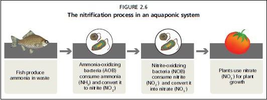 The nitrification process in an aquaponic system