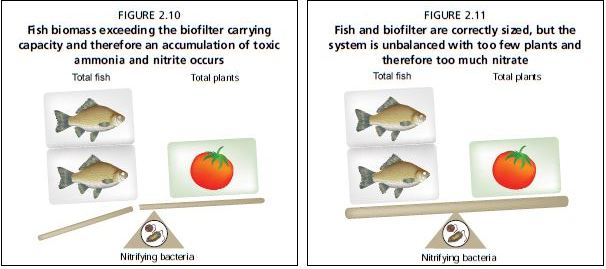 Fish and biofilter are correctly sized, but the system is unbalanced with too many plants and therefore insufficient nitrate