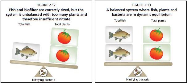 A balanced system where fish, plants and bacteria are in dynamic equilibrium Total fish