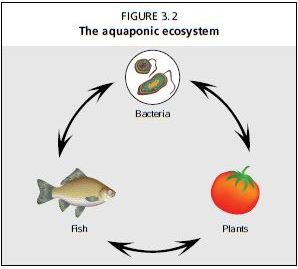 The aquaponic ecosystem
