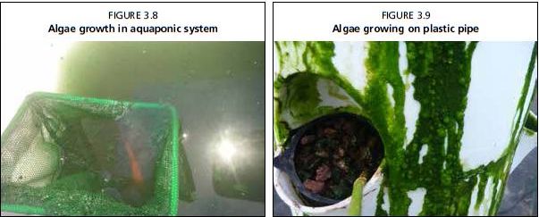 Algae growth in aquaponic system