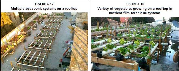 Variety of vegetables growing on a rooftop in nutrient film technique systems 