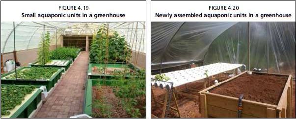 Newly assembled aquaponic units in a greenhouse 