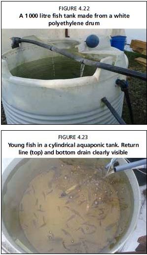 Young fish in a cylindrical aquaponic tank. Return line (top) and bottom drain clearly visible 