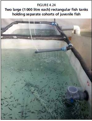 Two large (1 000 litre each) rectangular fish tanks holding separate cohorts of juvenile fish 