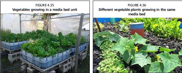 Different vegetable plants growing in the same media bed 