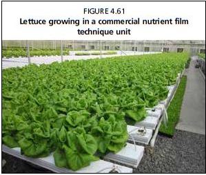 Lettuce growing in a commercial nutrient film technique unit