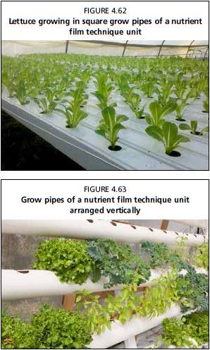 Grow pipes of a nutrient film technique unit arranged vertically