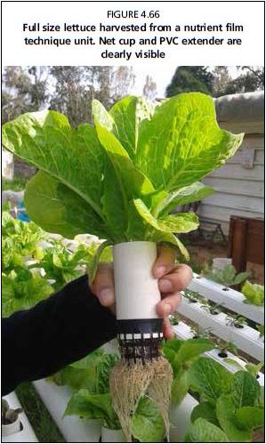 Full size lettuce harvested from a nutrient film technique unit. Net cup and PVC extender are dearly visible