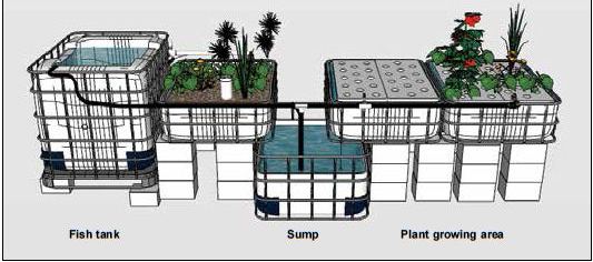 Illustration of a small deep water culture unit using a media bed as filtration 