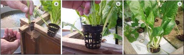 Step by step procedure of placing a seedling and gravel (a) into a net cup (b) and placing it into the polystyrene raft in the deep water culture unit (c)
