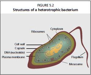 FIGURE 5.2 Structures of a heterotrophic bacterium