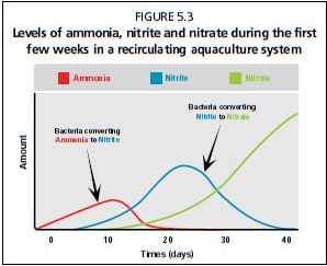few weeks in a recirculating aquaculture system
