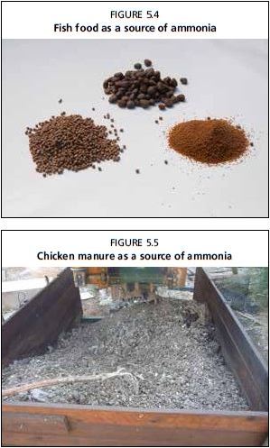 Fish food as a source of ammonia