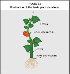 Illustration of the basic plant structures