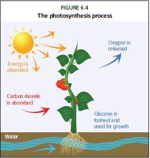 In addition to these basic requirements for photosynthesis