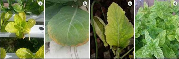 Nitrogen deficiency visible in the pale older leaves (a); potassium deficiency visible as brown spots on the leaf margin (b); sulphur deficiency 