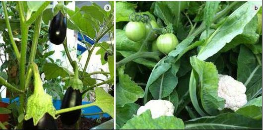 High nutrient demand vegetables growing in media beds, including eggplants (Solanum sp.) (a) and tomatoes (Solanum sp.) and cauliflower 