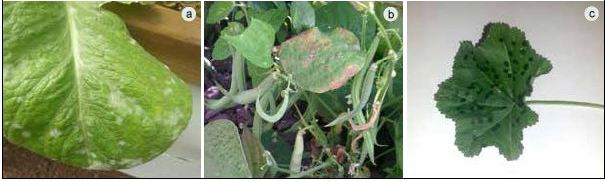 Common diseases of plants include mildew caused by a fungus (a); canker/blight caused by bacteria (b); and leaf spots caused by bacteria or fungus (c)