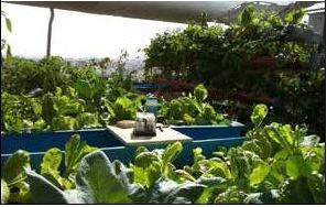 Aquaponic units on a rooftop are isolated from some ground pests