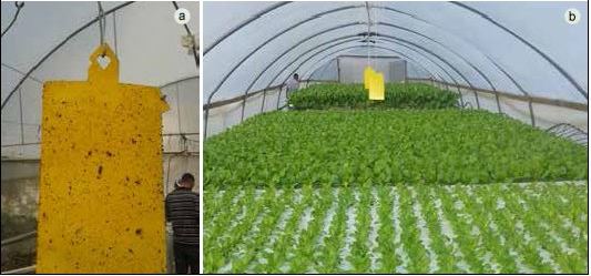 Yellow sticky trap (a) installed in a greenhouse (b)