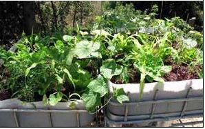 Example of two media beds growing multiple types of vegetables