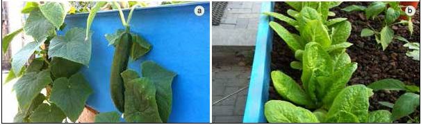 Examples of maximizing space in media beds using vining crops (a) and staggered planting (b)