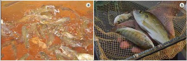 Tilapia juveniles (a) and adults (b) growing in an aquaponic unit