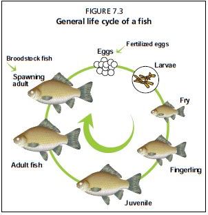 General life cycle of a fish