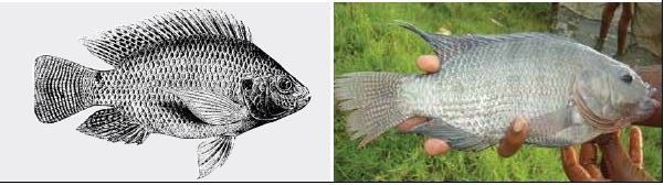 Line drawing and photograph of a Nile tilapia (Oreochromis niloticus)