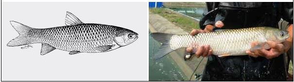 Line drawing and photograph of a grass carp (Ctenopharyngodon idella)
