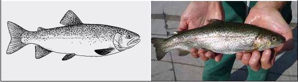 Line drawing and photograph of a Rainbow trout (Oncorhynchus mykiss)