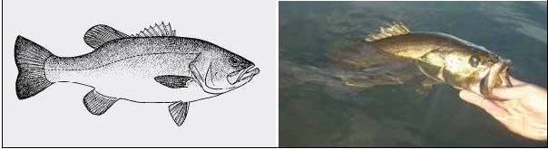 Line drawing and photograph of a largemouth bass (Micropterus salmoides)