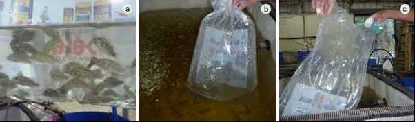 Acclimatizing fish. Juvenile fish are transported in a plastic bag (a) which is floated in the receiving tank (b) and the fish are released (c)