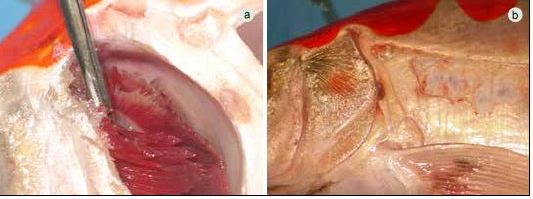 Diseased fish showing several clinical symptoms: (a) gill damage (b) severe gill necrosis