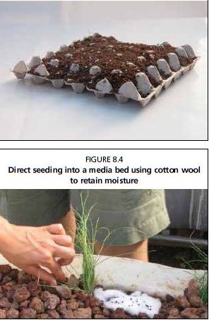 Direct seeding into a media bed using cotton wool to retain moisture