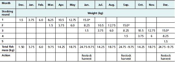 Potential growth rates of tilapia in one tank over a year using the staggered stocking method Month