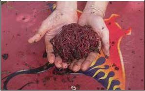 Redworms (Eisenia fetida) from a vermi compost unit