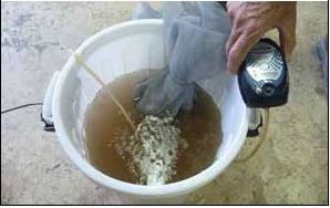 Brewing compost tea (placed in the net) in a bucket using an air pump