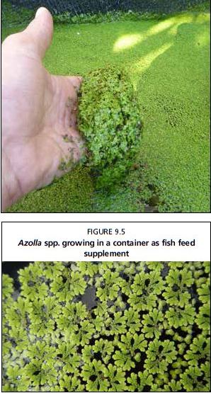 Duckweed growing in a container as fish feed supplement