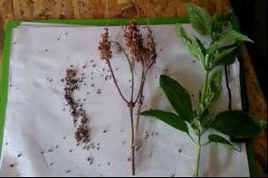 Seed collection from a dry basil plant (Ocimum spp.) vegetable, e.g. lettuce and broccoli. The general