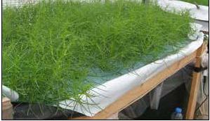 Salsola spp. growing in saline water two-thirds of sea strength. Salsola produces 2-5 kg/m2 every month