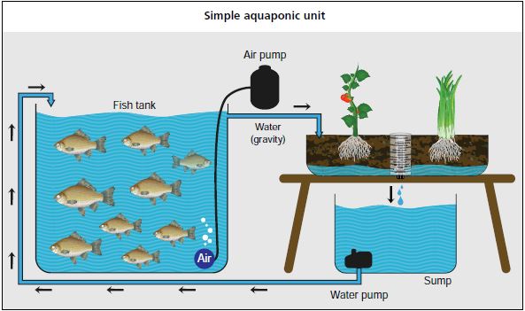Simple aquaponic unit